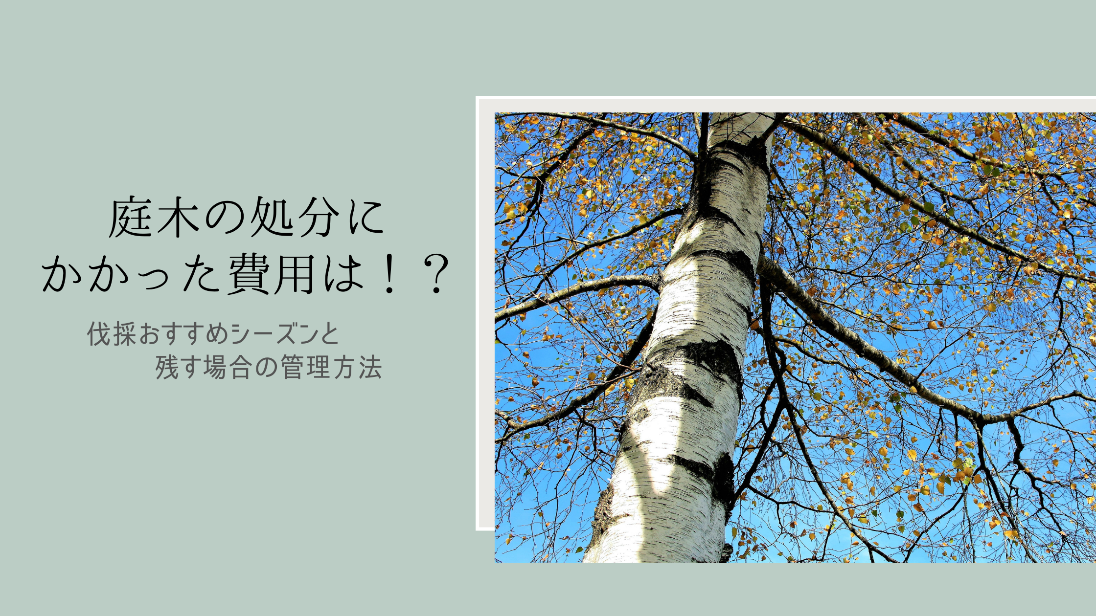 庭木の処分にかかった費用は 伐採おすすめシーズンと残す場合の管理方法 オヤカタ 親の家の片づけ はじめました